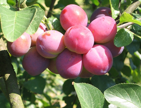 Obsthof Cordes - Fruchtfoto Althanns Reneclaude